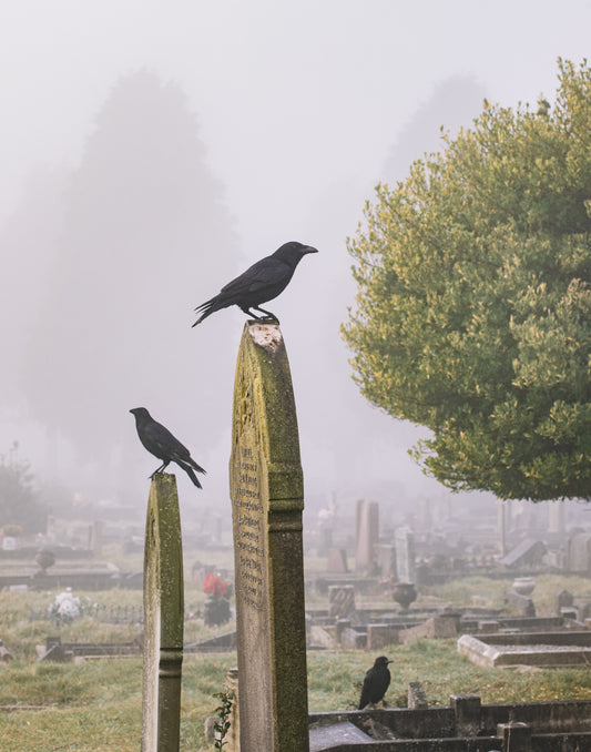 Huginn and Muninn, Ravens, Two Ravens